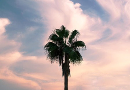 Palm tree against the sky with cloudsの素材 [FY310115012624]