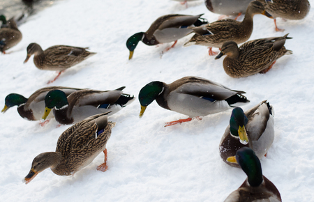 Ducks are in the snow, looking for food. Winter Park, walkの写真素材