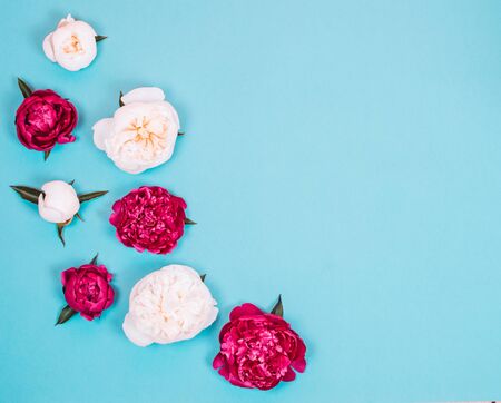 Layout with peonies. Beautiful bright flowers on blue background. Flatley.の写真素材