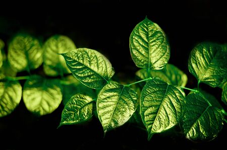 Shiny leaves on a dark background.の写真素材