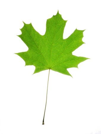 Isolated maple leaf with streaks on white background. Leaf from the tree maple green. Juicy foliageの写真素材