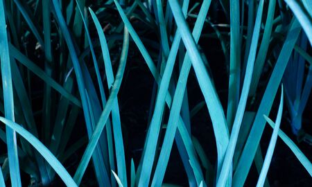 Plants at night. Abstract photography. Mysterious atmosphere of the night.の写真素材