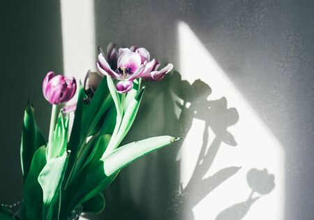 Tulips, bright sunlight, dark shadows. Art in photography. Rhythm in photographyの写真素材