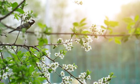 Spring photo. Green foliage and white flowers on the tree. Beautiful background.の写真素材