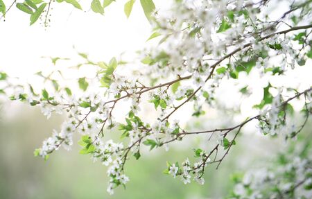 Spring photo. Green foliage and white flowers on the tree. Beautiful background.