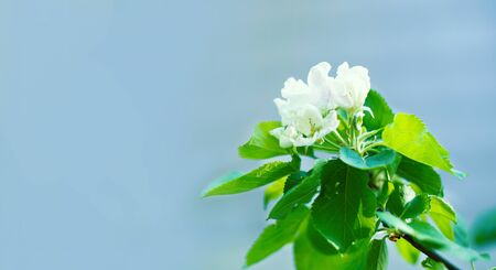 Apple branches with delicate light white flowers. Beautiful background for your design.の写真素材