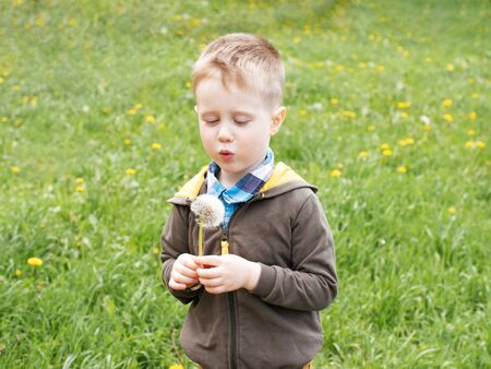 Cute boy with blond hair on a walk. A boy with a dandelion in his hands.の写真素材