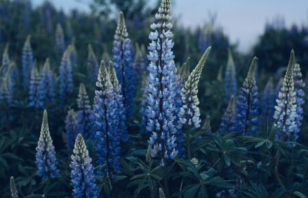 Beautiful lupine flowers in nature. Summer evening, sunset.の写真素材