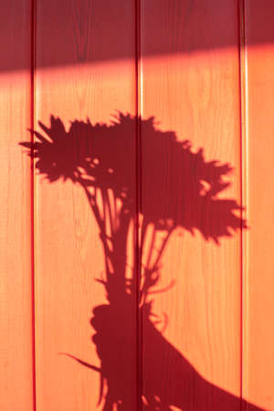 Red wooden background. Shadow bouquet of flowers in hand. Solar photography.