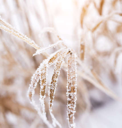 Winter background. Dry grass in the snow. Blurred background.