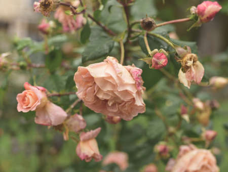 Delicate rose flowers. Fading flowers. A bright picture.