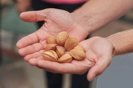 Inshell almonds in the men's hands