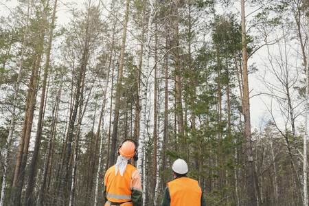 Two cutters of the forest plan the work, the loggers are looking at the forest. Rear view, two in...