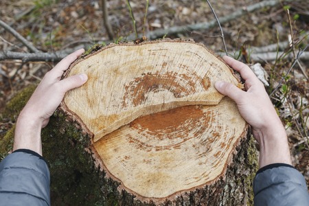 Male hands embracing a stump of felled tree. Environmental problem, deforestation.の写真素材