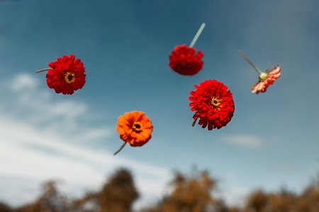 Red flowers thrown to the sky and soar in weightlessnessの写真素材