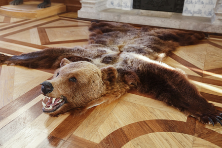 Scarecrow killed a bear on the floorの写真素材