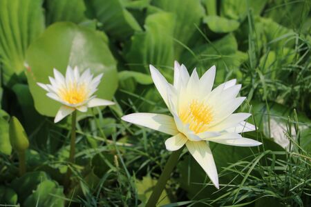 Lotus Water Lilyの写真素材
