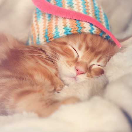 Beautiful sleeping red solid maine coon kittens covered in warm blanket and colorful hat. Soft light tender portrait. Closeupの写真素材