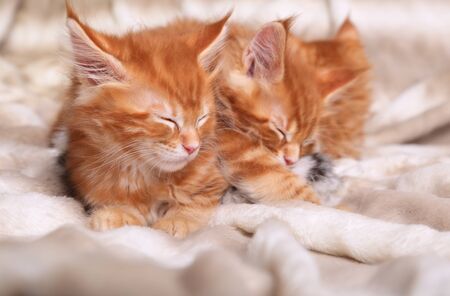 Two beautiful red solid maine coon kittens lying on the blanket and sleeping. Soft portrait. Closeupの写真素材