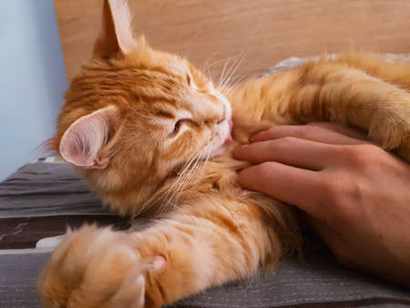 Cat sleeping on the bed and licking the tongue the hand of owner and the owner scratching the tummy. Closeup portraitの写真素材