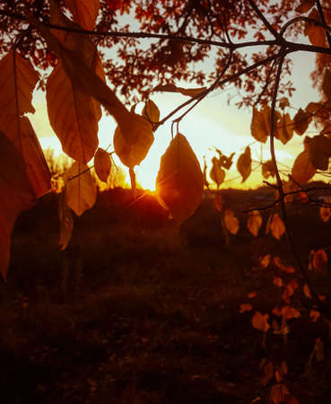 Beautiful leaves of autumn bright tree in the forest in sunset sky. Closeup nature portraitの写真素材