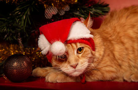 Fun orange maine coon cat in christmas santa claus cap resting and lying in gift bag near the decor ball on red background. Closeup portraitの写真素材
