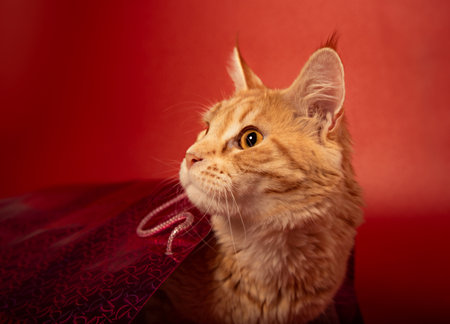 Fun orange curious maine coon cat resting and gets out of the christmas package gift bag on red background with empty copy space. Closeup portraitの写真素材