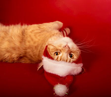 Fun relaxing orange maine coon cat in christmas santa claus cap resting and lying on red background. Closeup portraitの写真素材