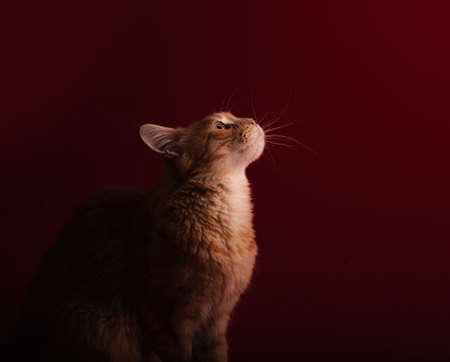 Beautiful red solid maine coon serious cat sitting and dreaming with thinking eyes and looking up....