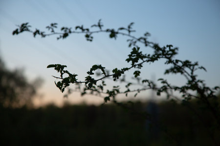 Branch silhouette of spring bush with small leaves on sunset blue sky background. Nature spring in evening at rural season field with no people. Natural colorsの写真素材