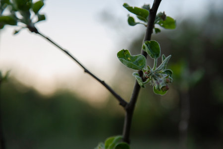 Macro apple bud blooms on the tree on the spring meadow near the forest background under blue sky in evening sunset time. Natural colors. Close-up. No peopleの写真素材
