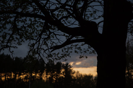 Beautiful silhouette of tree branches on sunset landscape forest nature spring background near the forestの写真素材