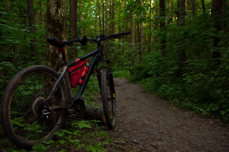 Bicycle standing near the tree in the green forest on path among woods. Sport bike on road under bright blue sky on park spring background with no people. Amazing nature with sunlight. Closeupの写真素材