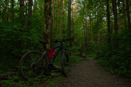 Bicycle standing near the tree in the green forest with path among woods under bright blue sky and...