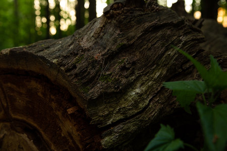 Cut old tree trunk in the forest. Textured brown upper burk of felled log. Closeup portrait. Natural evening colorsの写真素材