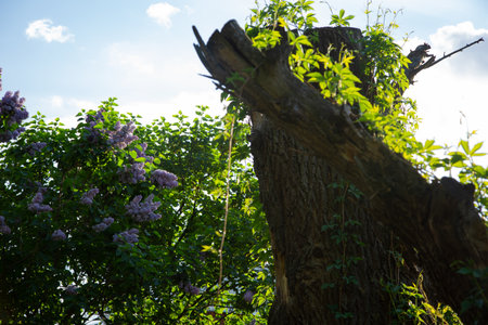 Trunk willow tree with green branches with green leaves in sun light near lilac bush flowers on the street on blue sky background. Portrait with natural lighting in day skyの写真素材
