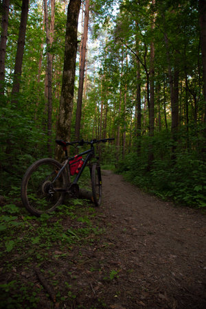 Bicycle standing near the tree in the green forest with path among woods under bright blue sky and in spring background with no people. Amazing nature with sunlight among the trees.の写真素材