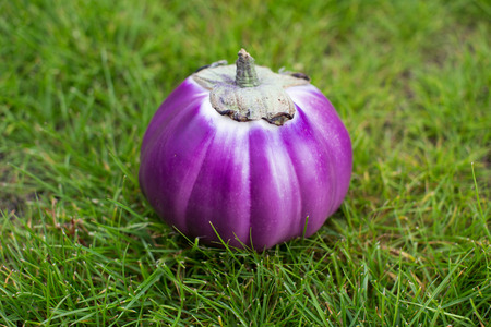 A round fresh eggplant on grassの写真素材