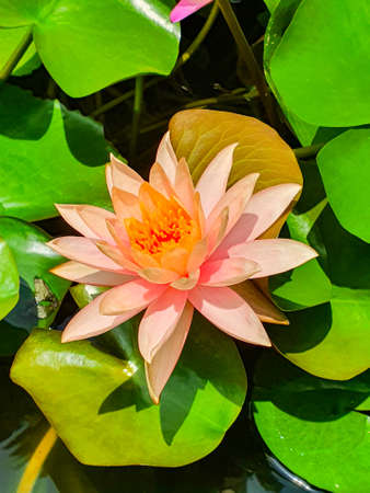 Beautiful flower in the gardenの写真素材