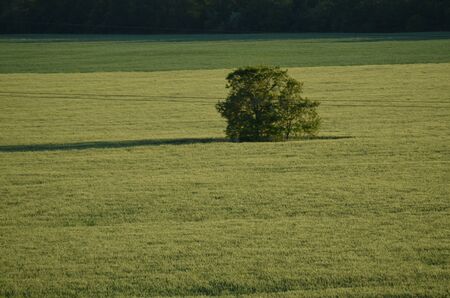 Green field and a lonely tree