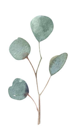 Watercolor green, mint eucalyptus leaf. Isolated on white background. Hand drawn floral illustrations. For wallpaper, postcard, print, invitations, patterns, poster, packaging, linen.の写真素材