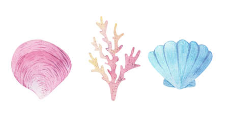 Watercolor sea set of starfish, seashells, conch on an isolated white background. underwater world hand drawing, summer clipart. For Printing on postcards, packaging, fabric, design, textile.の写真素材