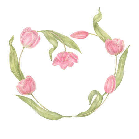 Watercolor hand drawn banner with spring tender flowers heart frame - pink tulip on the white background. For textile, wallpaper, wrapping paper, march, easter, card, linen.の写真素材