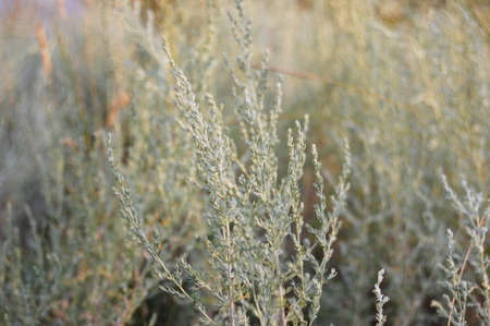 wild herbsの写真素材