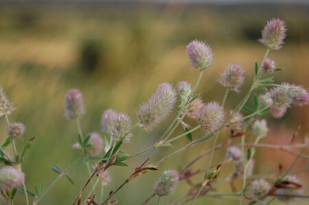 wild herbsの写真素材