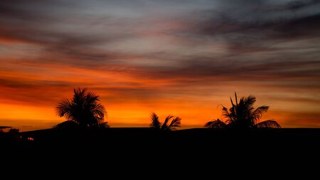 Silhouette of coconut tree in the twilight night using for natural background.の写真素材