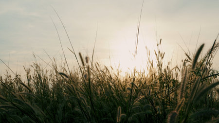 grass flowers, grassland, sunset, beautiful natureの写真素材