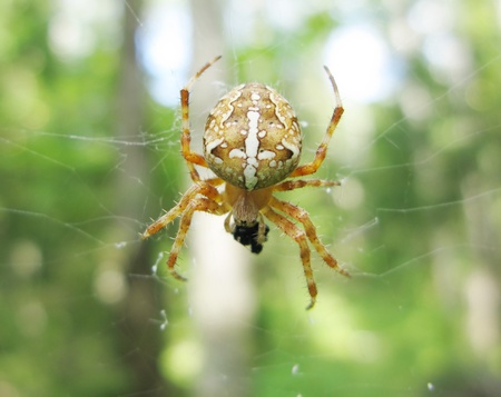 yellow spider with sign of cross eating a flyの写真素材