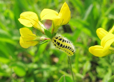 yellow and black caterpillar on flowerの写真素材