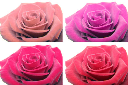 pink rose isolated on white backgroundの写真素材